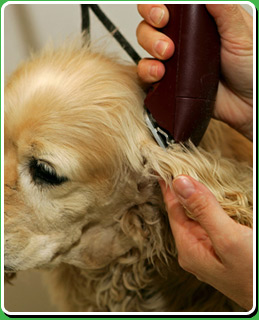 Pet Haircutting