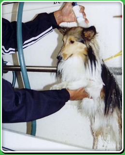 Pet Bathing